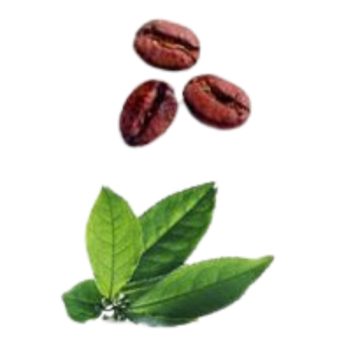 Beans and Leaves Header Logo